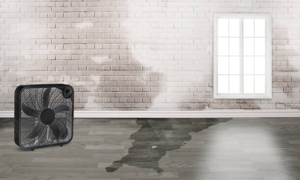 Best Basement water damage restoration  in Herington, KS
